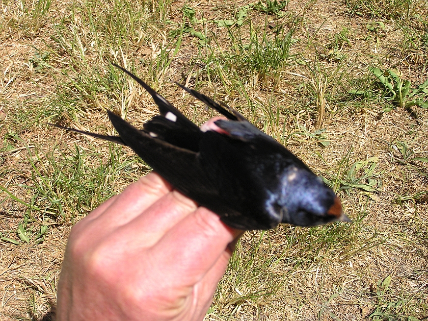 Barn Swallow, Digrans 20080604